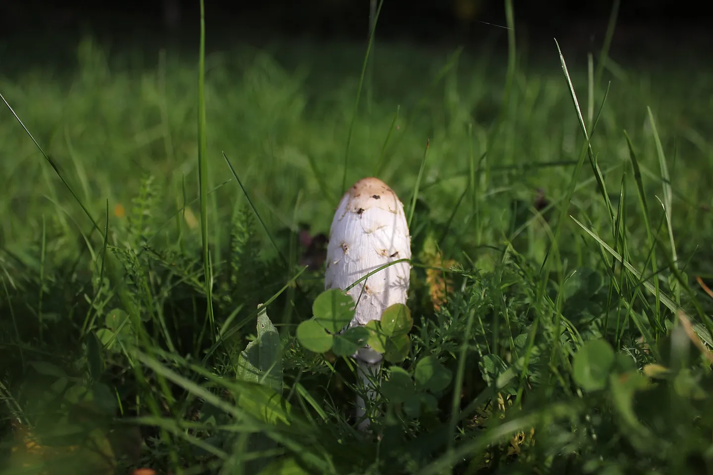 Tintling – der Herbst naht