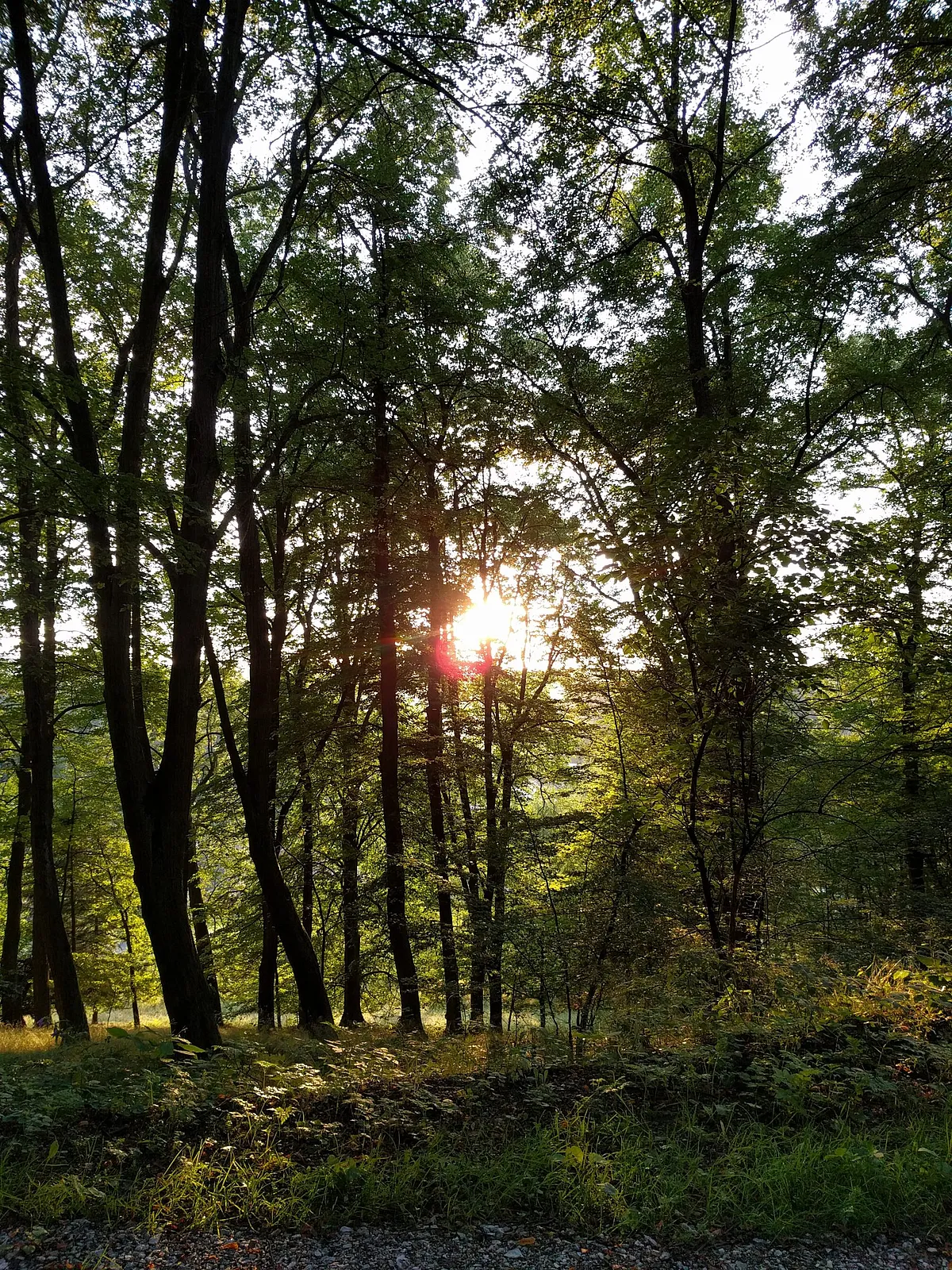 Herbstlicher Wald