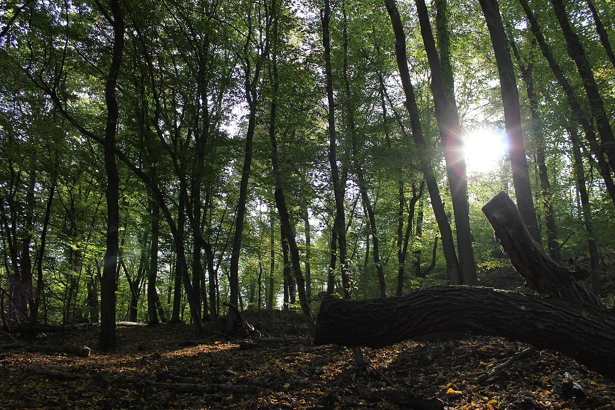 Lichtdurchfluteter Laubwald