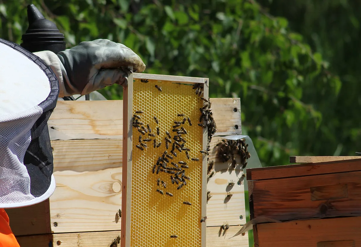 Waben mit Bienen