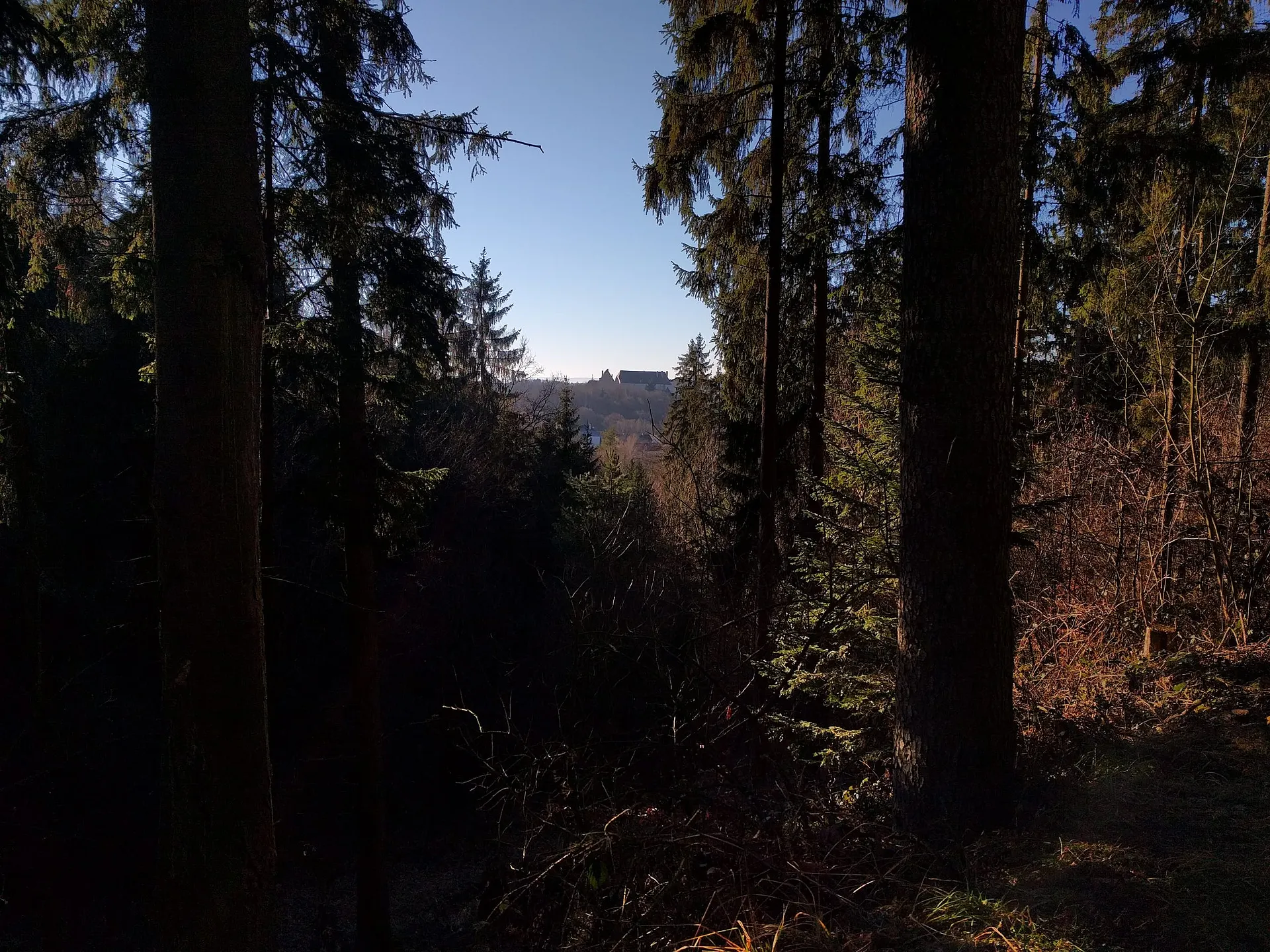 Blick aus dem Wald auf Schloss Wildberg