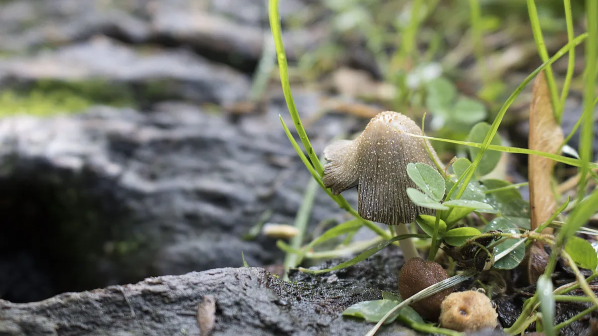 Pilze am Waldboden