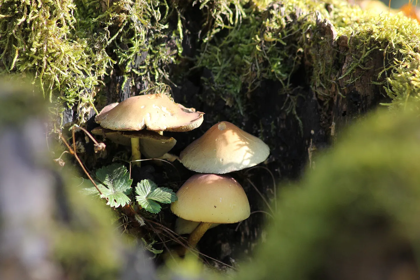 Schwammerl mit Erdbeerblättern