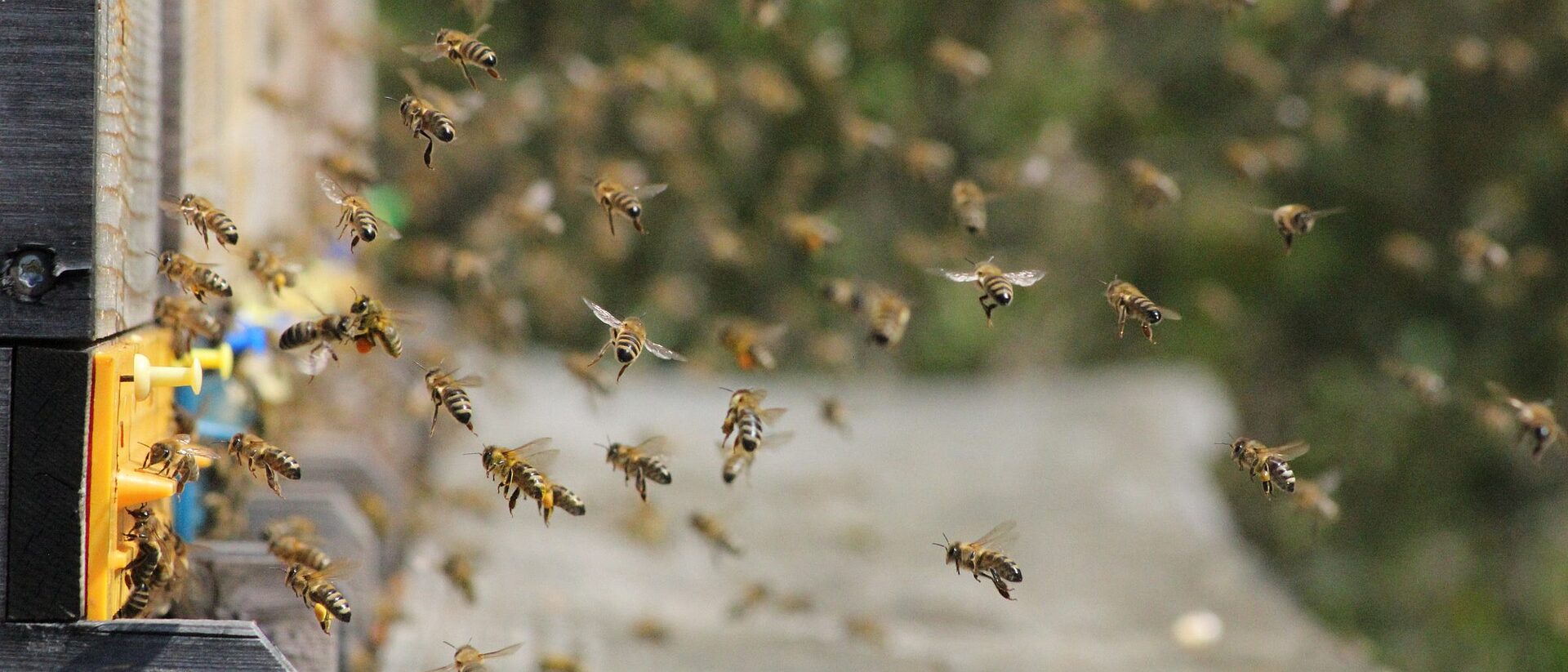 Bienen im Anflug auf den Bienenstock