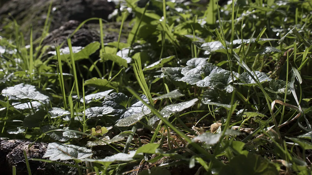 Moosige Blätter am Waldboden