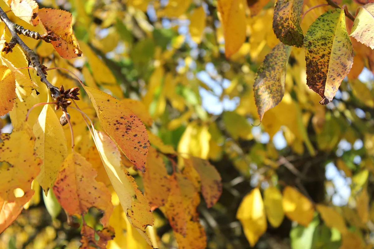 Buntes Herbstlaub