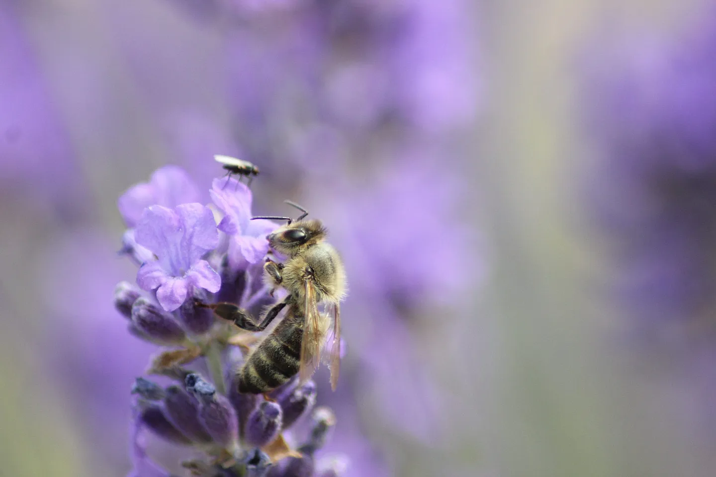 Lavendel