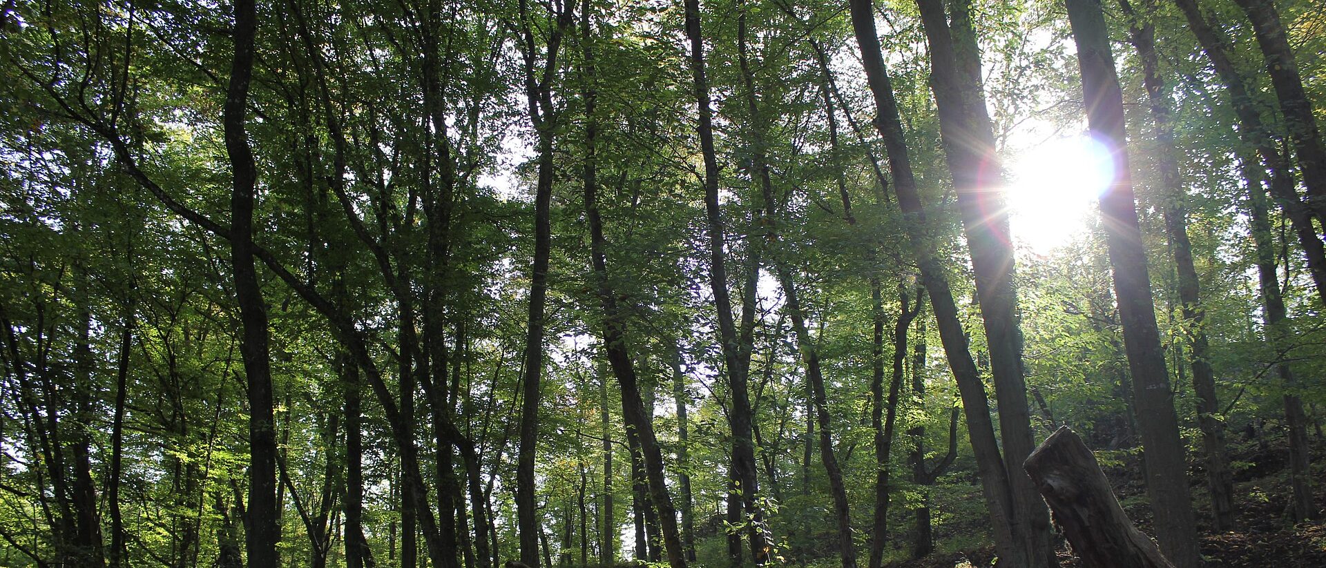 Sonnenlicht fällt durch die Bäume eines Laubwaldes