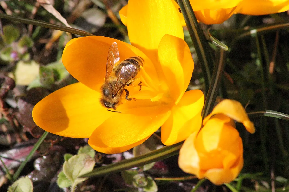 Biene auf einem gelben Krokus