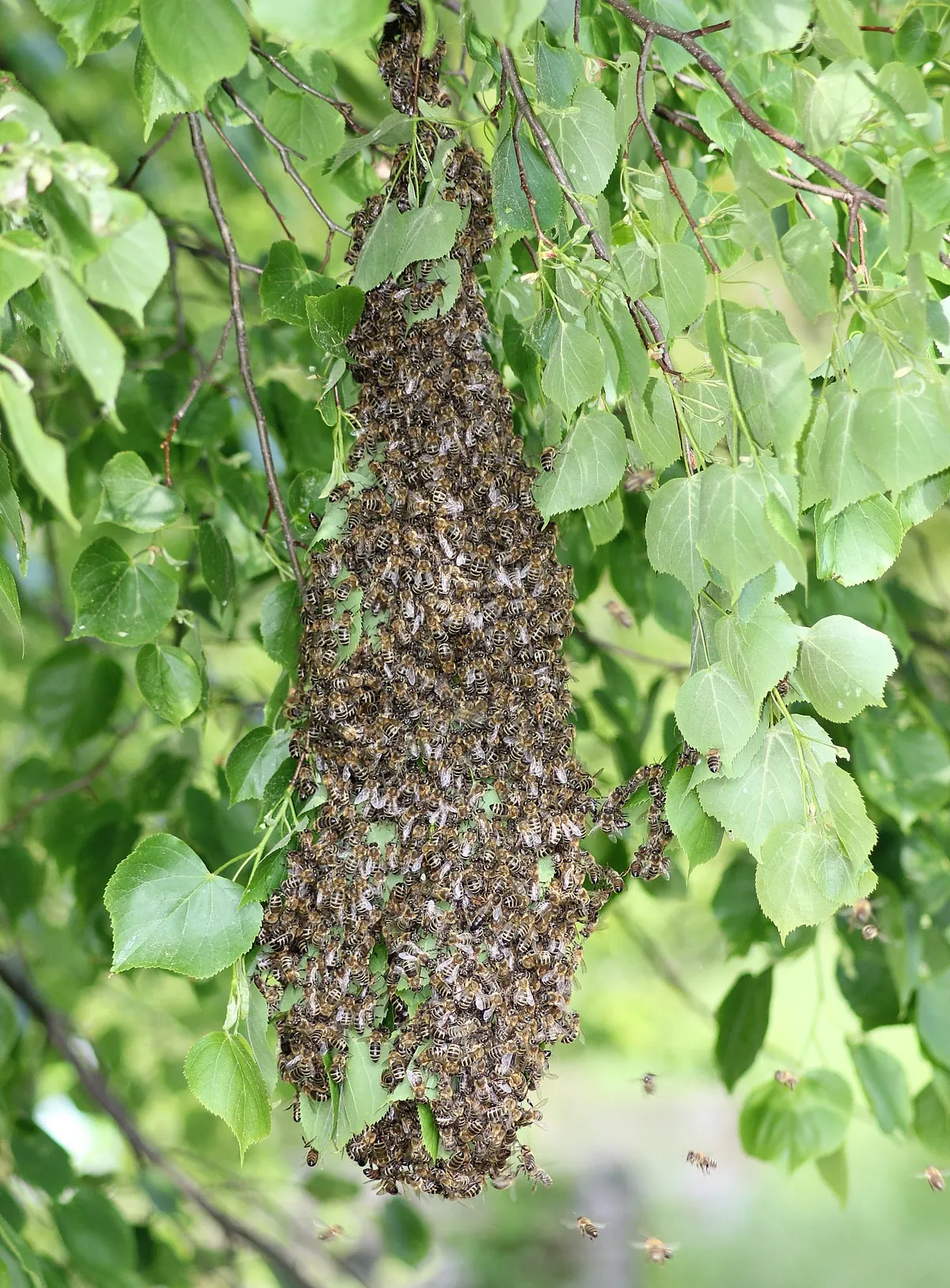 Ein Bienenschwarm