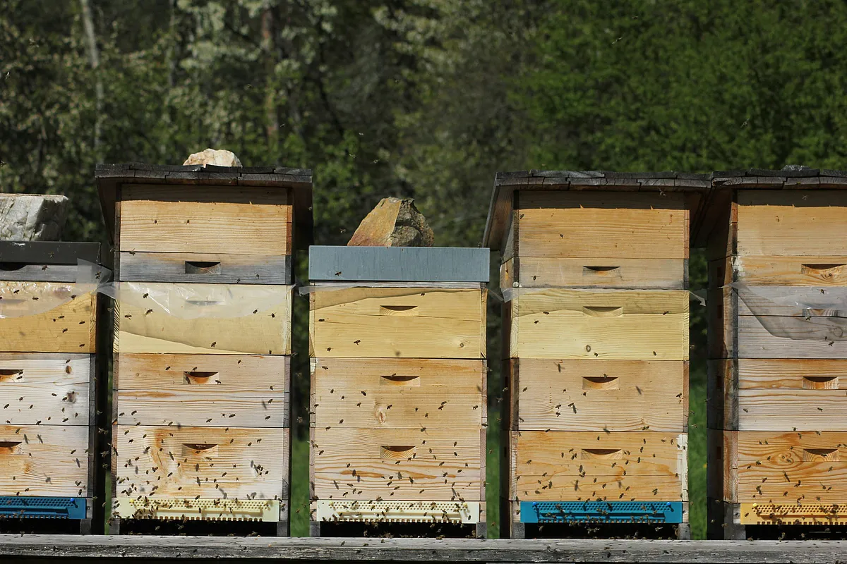 Unsere Bienenstöcke