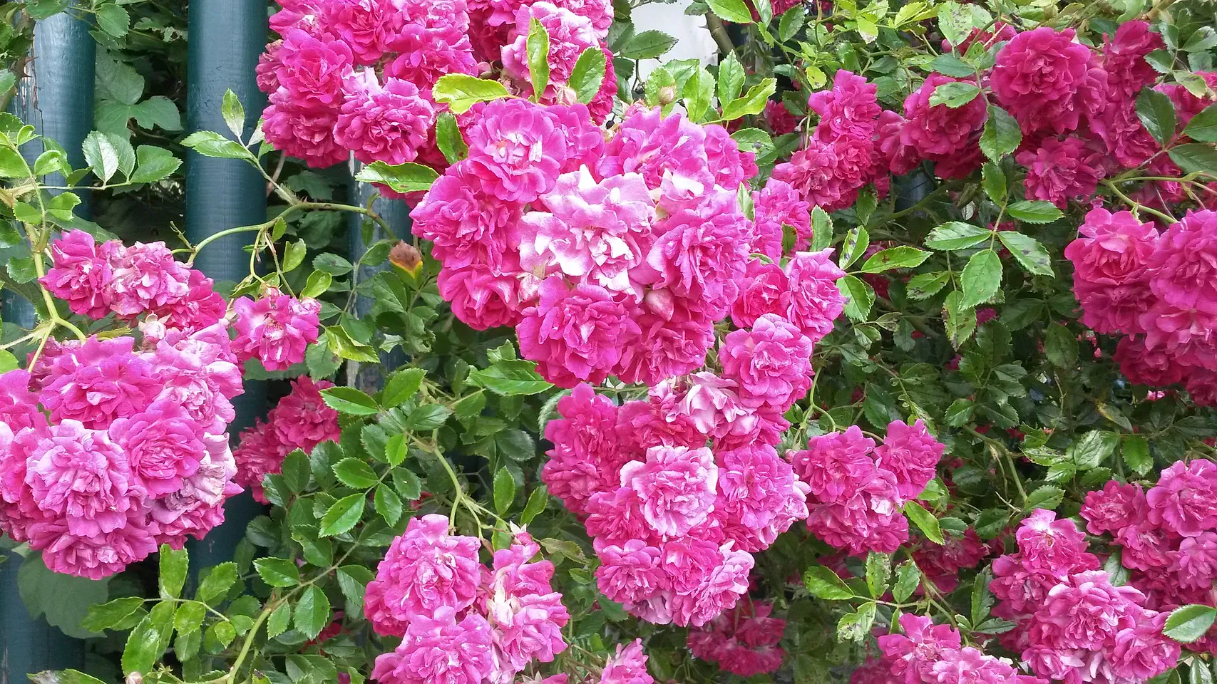 Herrlich blühen die Rosen …