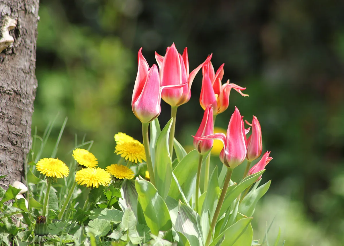 Tulpen und Löwenzahn