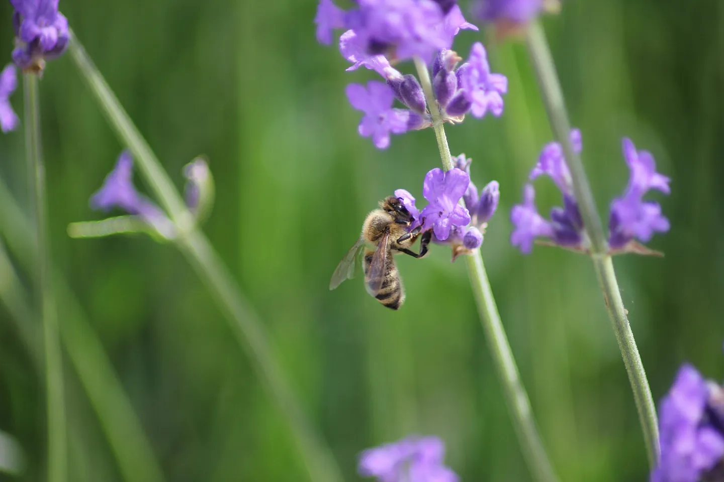 Lavendel