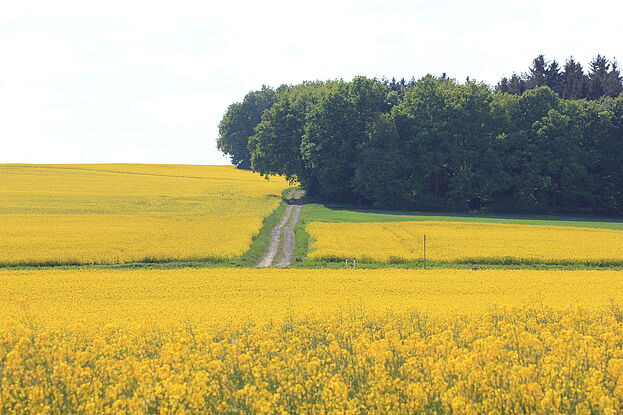 Frühling im Waldviertel