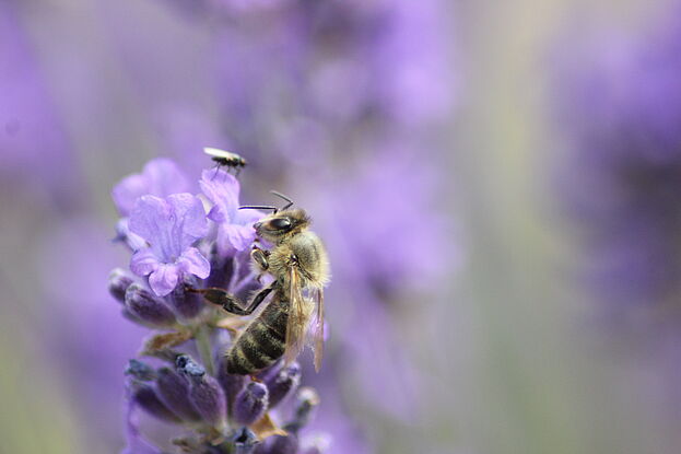 Lavendel